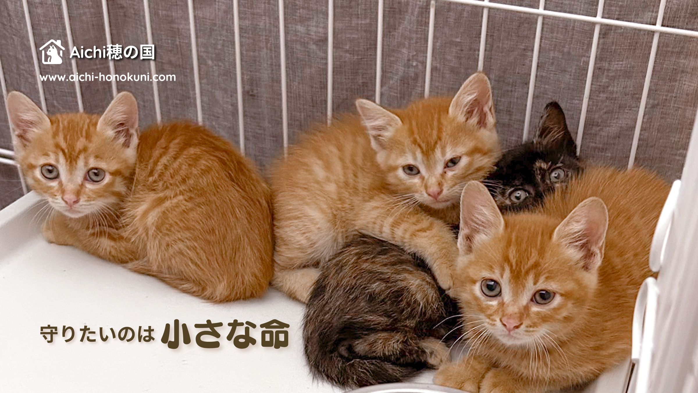 愛知穂の国 地域猫活動・里親探しサポート