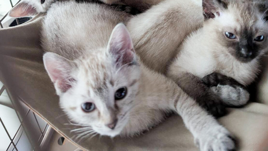 愛知穂の国 地域猫活動・里親探しサポート