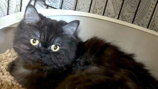 第40回保護猫合同譲渡会 開催のお知らせ