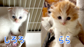 第41回保護猫の合同譲渡会&野良猫相談会開催します！