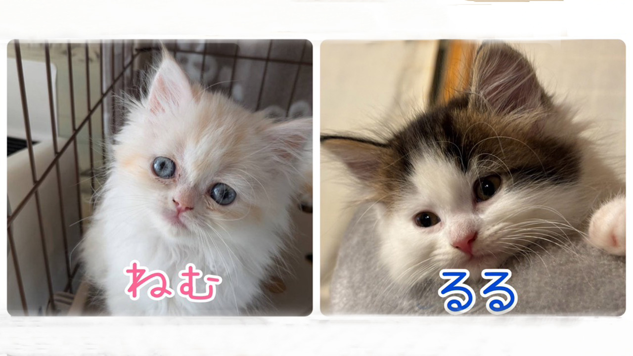 保護猫譲渡会