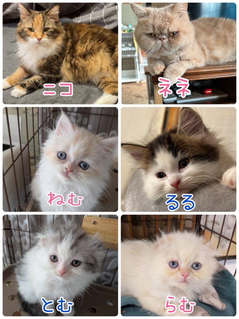 保護猫譲渡会