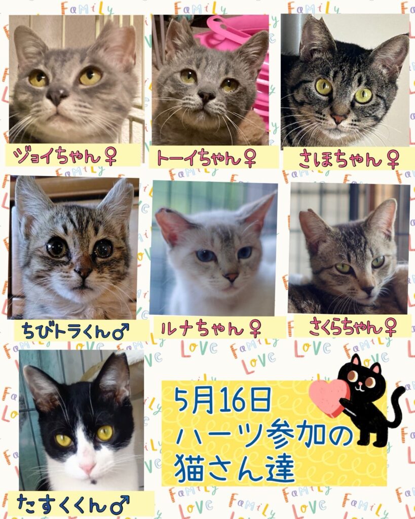保護猫譲渡会