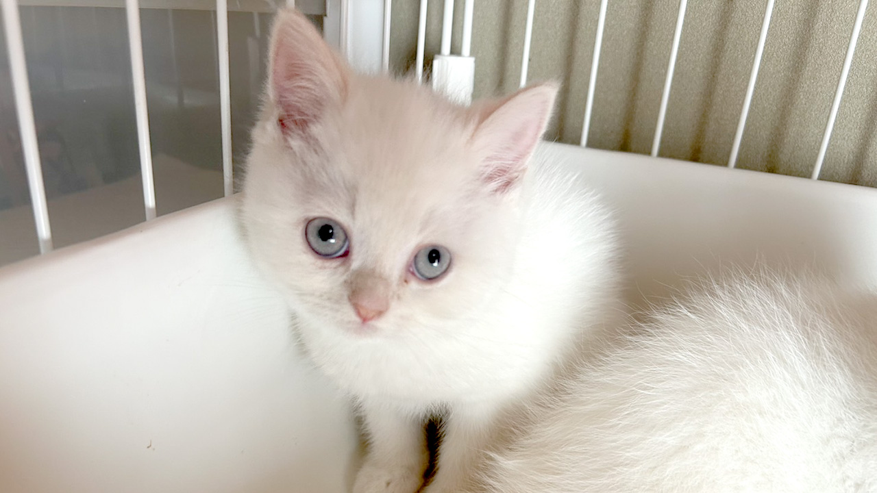 保護猫譲渡会