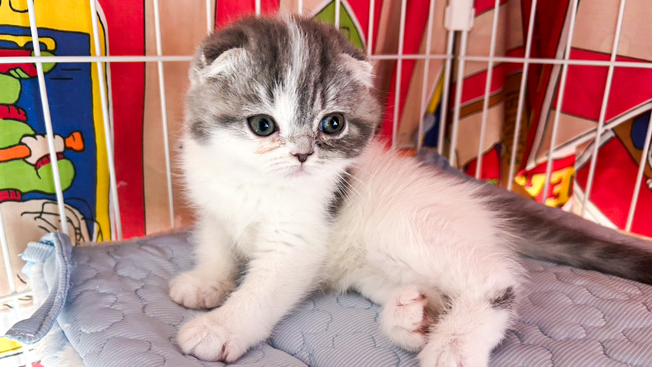 保護猫譲渡会