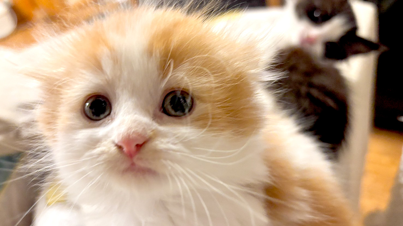 保護猫譲渡会