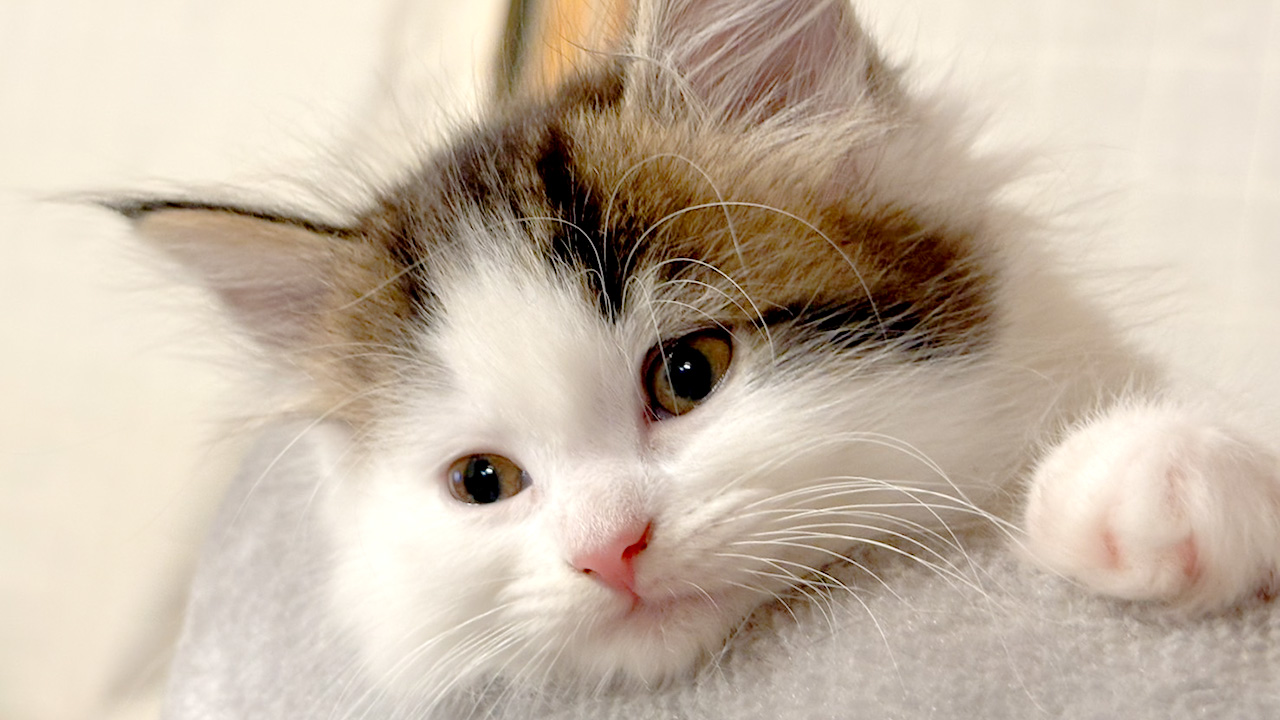 保護猫譲渡会