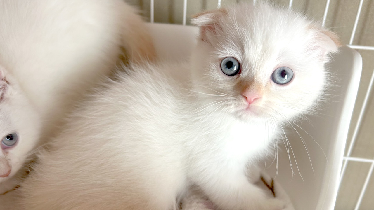 保護猫譲渡会