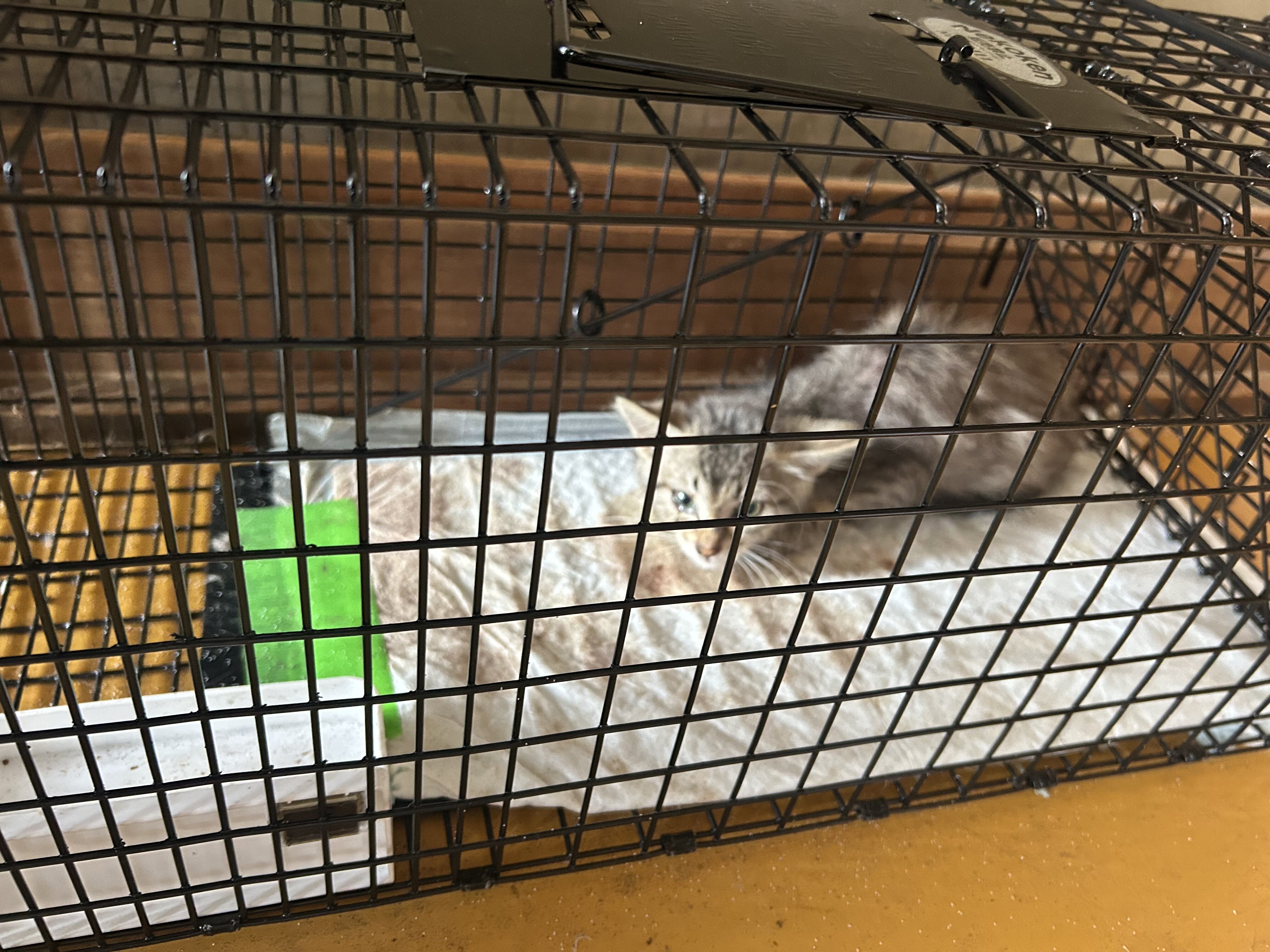 飼い主引っ越し後に取り残された子猫を保護