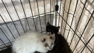 第４５回猫の合同譲渡会＆のら猫相談会を開催します！
