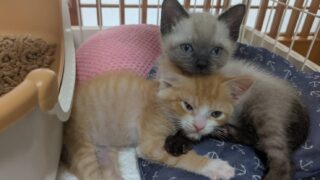 シナモン正式譲渡